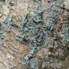 Attēlu rezultāti vaicājumam “Lepraria incana”