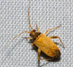 Attēlu rezultāti vaicājumam “Phytocoris sp.”