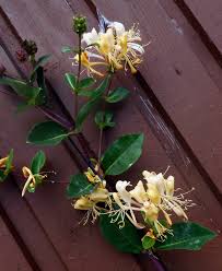 Attēlu rezultāti vaicājumam “Caprifoliaceae”