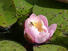 Attēlu rezultāti vaicājumam “Nymphaea candida leaf”