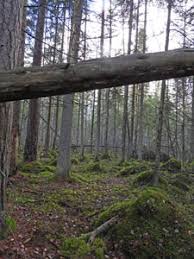 Attēlu rezultāti vaicājumam “Enteridium variabile”