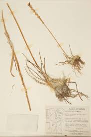 Attēlu rezultāti vaicājumam “Juncaginaceae”