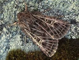 Attēlu rezultāti vaicājumam “Tholera decimalis male”