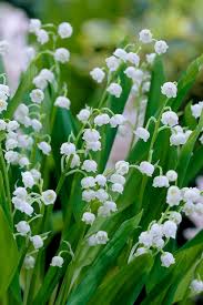 Attēlu rezultāti vaicājumam “Convallaria majalis flower”