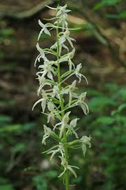 Attēlu rezultāti vaicājumam “Platanthera bifolia”