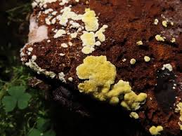 Attēlu rezultāti vaicājumam “Flaviporus citrinellus”