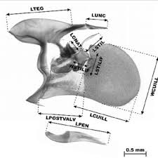 Attēlu rezultāti vaicājumam “Pyrgus alveus underside”