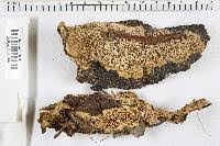 Attēlu rezultāti vaicājumam “Antrodia malicola”