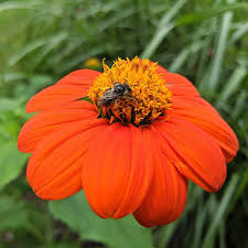 Image result for Tithonia rotundifolia