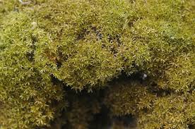 Attēlu rezultāti vaicājumam “Hymenostylium recurvirostrum”