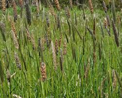 Attēlu rezultāti vaicājumam “Alopecurus pratensis flower”