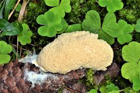 Attēlu rezultāti vaicājumam “Fuligo cinerea”