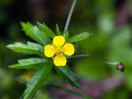 Attēlu rezultāti vaicājumam “Potentilla erecta flower”