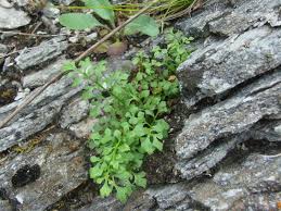 Attēlu rezultāti vaicājumam “Asplenium ruta-muraria”