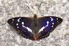 Attēlu rezultāti vaicājumam “Apatura iris”