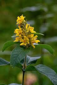 Attēlu rezultāti vaicājumam “Lysimachia vulgaris”