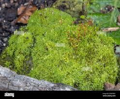 Attēlu rezultāti vaicājumam “Pleurocarpous mosses sporophyte”