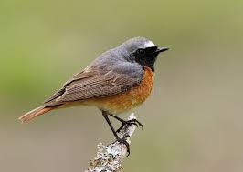 Attēlu rezultāti vaicājumam “Phoenicurus phoenicurus male”