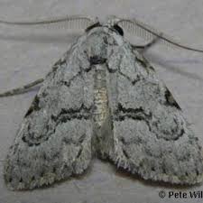 Attēlu rezultāti vaicājumam “Nolidae”