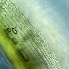 Attēlu rezultāti vaicājumam “Eucladium verticillatum”