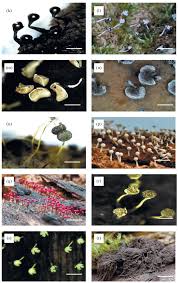 Attēlu rezultāti vaicājumam “Physarum, Nannengaella sp.”