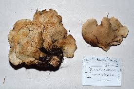 Attēlu rezultāti vaicājumam “Bondarzewia mesenterica”