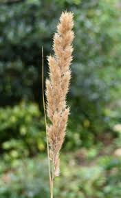 Attēlu rezultāti vaicājumam “Calamagrostis canescens leaf”