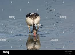 Attēlu rezultāti vaicājumam “Tadorna tadorna juvenile”