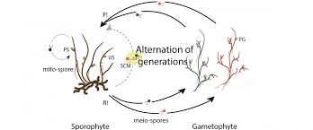 Attēlu rezultāti vaicājumam “sporophyte”