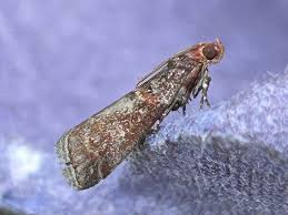 Attēlu rezultāti vaicājumam “Acrobasis advenella”