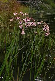 Attēlu rezultāti vaicājumam “Butomus umbellatus”
