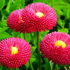 Image result for Bellis perennis