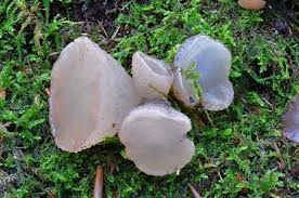 Attēlu rezultāti vaicājumam “Neobulgaria pura”