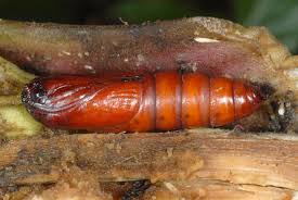 Attēlu rezultāti vaicājumam “Gortyna flavago”