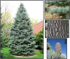 Attēlu rezultāti vaicājumam “Abies concolor”