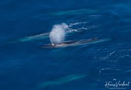 Image result for Balaenoptera borealis