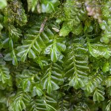 Attēlu rezultāti vaicājumam “Plagiochila porelloides”