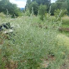 Attēlu rezultāti vaicājumam “Artemisia vulgaris”