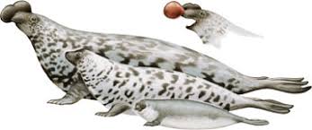 Image result for Cystophora cristata