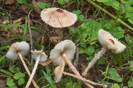 Attēlu rezultāti vaicājumam “Lepiota clypeolaria”