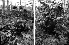 Attēlu rezultāti vaicājumam “Tranzschelia anemones”