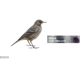 Image result for Anthus petrosus