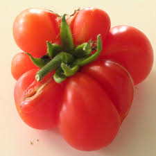 Afbeeldingsresultaat voor voyage tomato
