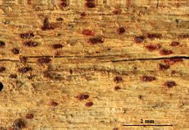 Attēlu rezultāti vaicājumam “Arthonia vinosa”