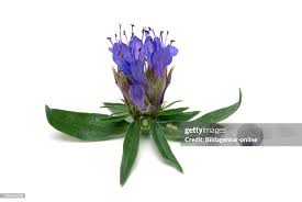 Attēlu rezultāti vaicājumam “Hyssopus officinalis”