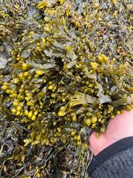 Attēlu rezultāti vaicājumam “Fucus vesiculosus”