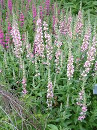 Image result for Lythrum salicaria