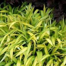 Attēlu rezultāti vaicājumam “Carex scandinavica”