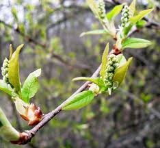 Attēlu rezultāti vaicājumam “Padus avium leaf”