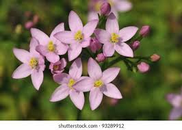 Image result for Centaurium erythraea
